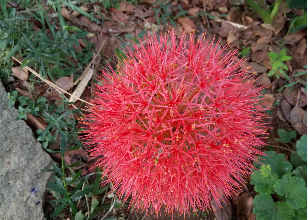 Gionee A1, camera, review, price, features,launch,India