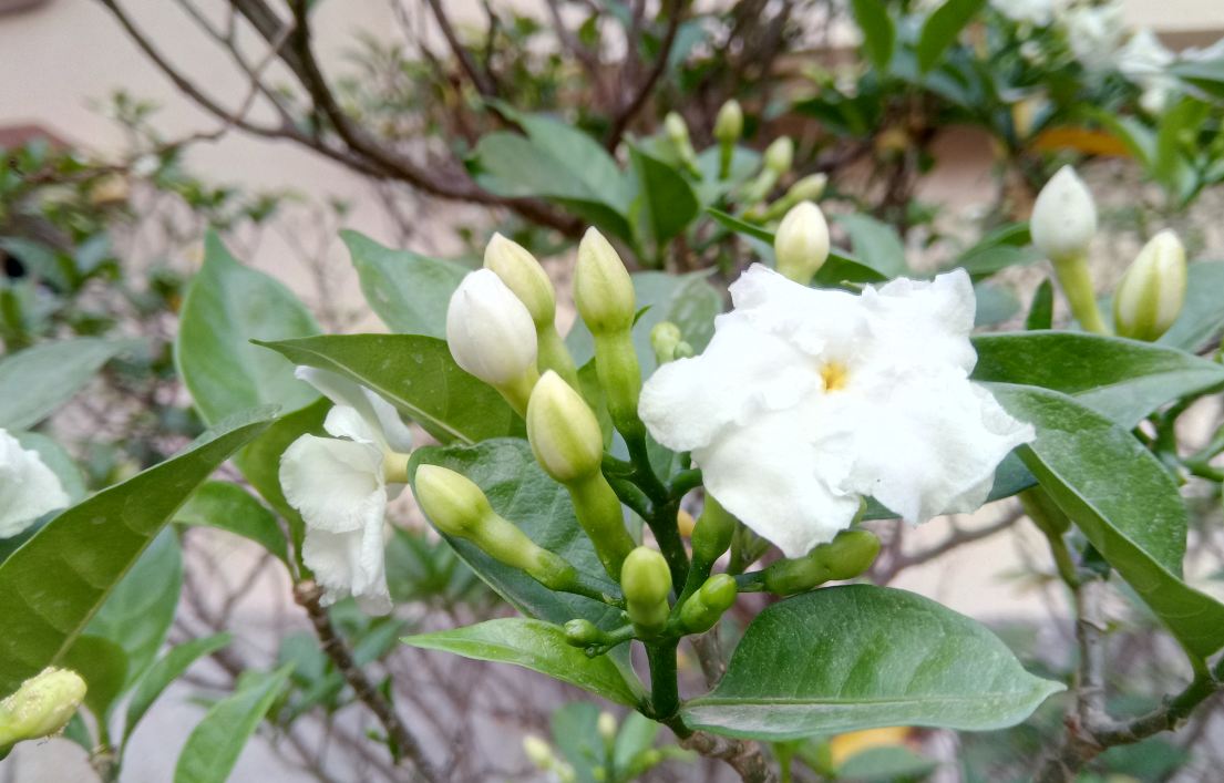 Gionee A1, camera, review, price, features,launch,India