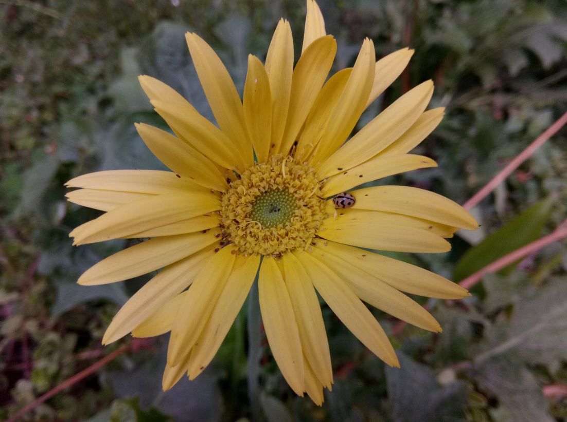 Gionee A1, camera, review, price, features,launch,India