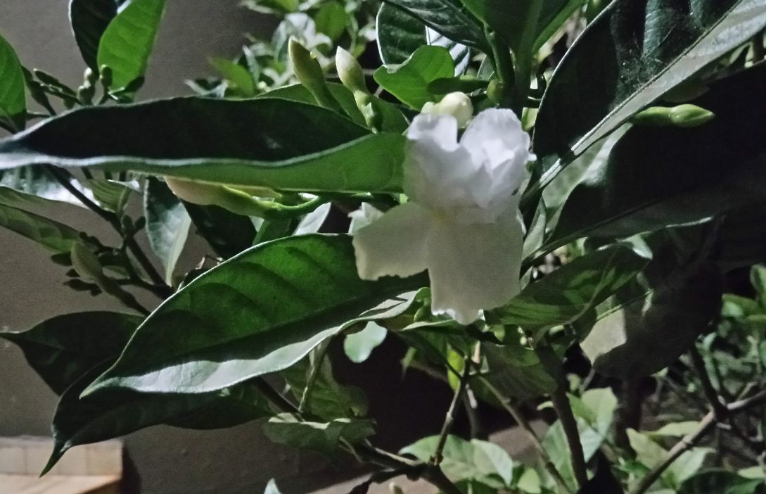 Gionee A1, camera, review, price, features,launch,India