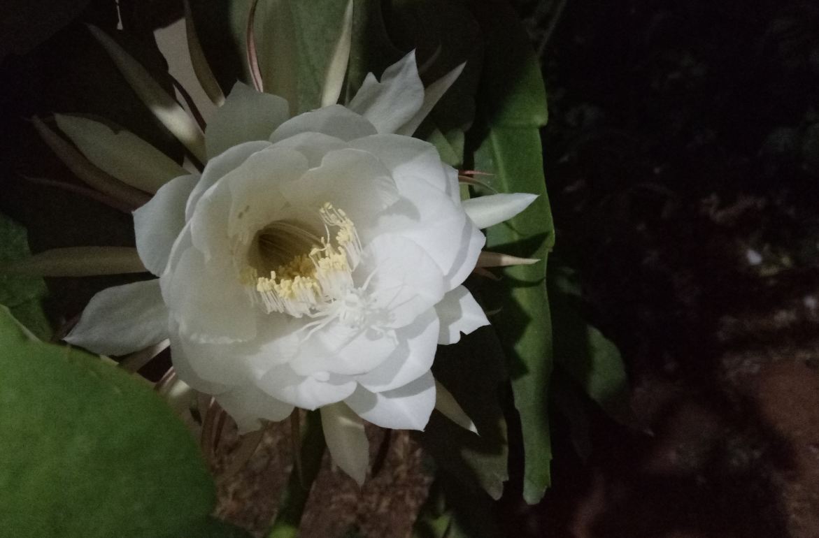 Gionee A1, camera, review, price, features,launch,India