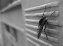 mosquitoes, insects, insect repellents, monsoon, rain, sickness,