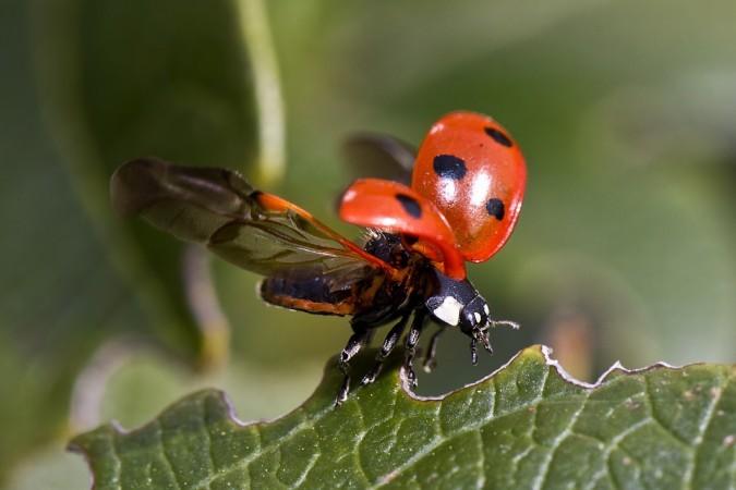 ladybug, wings,
