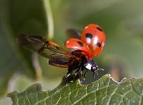 ladybug, wings,
