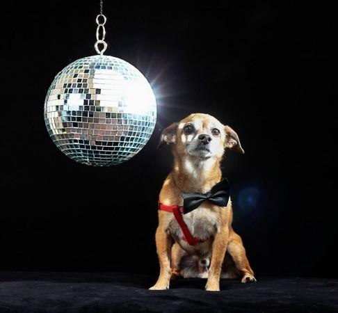 Senior Dog Prom Senior Dog Prom
