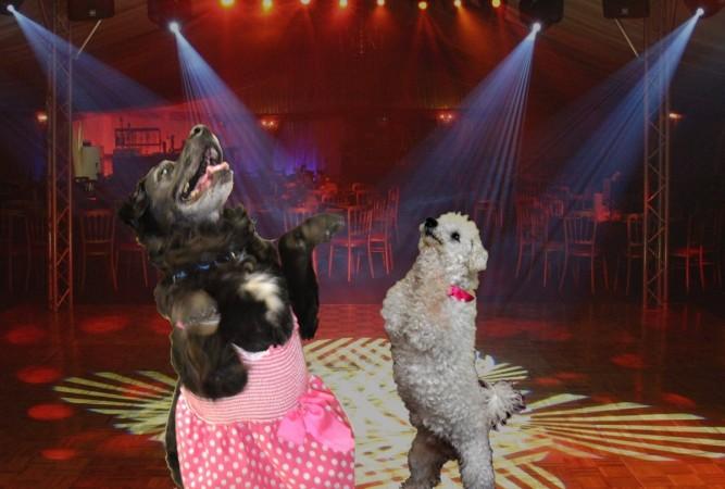 Senior Dog Prom Senior Dog Prom