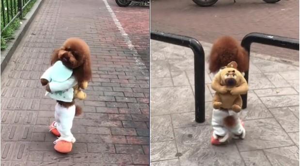 Dog video, viral video, dog walking on hind legs
