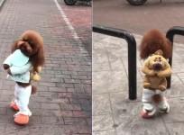 Dog video, viral video, dog walking on hind legs