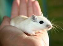 mice, space, sperm, baby,
