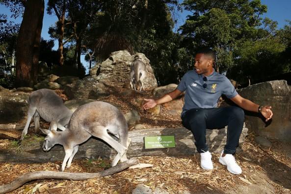 Daniel Sturridge with some Kangaroos. Jurgen Klopp, Liverpool, Liverpool Australia, Premier League, Australia