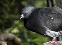 Pigeon, pigeon drug, Pigeon caught in Kuwait, on air delivery