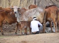 Cow