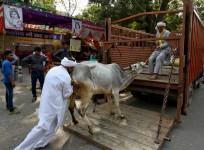Cow, cow slaughter, cattle slaughter, beef ban