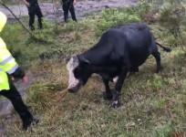 Watch cow stuck in drain charge at rescuers after being freed