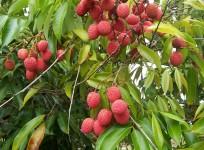 litchi, bihar litchi producing state, agriculture, litchi farming, litchi in india, litchi juice