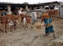 cow slaughter, cow slaughter ban, beef ban