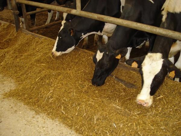 Fresh fodder for cattle Fresh fodder for cattle