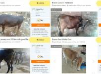 Cows for sale online