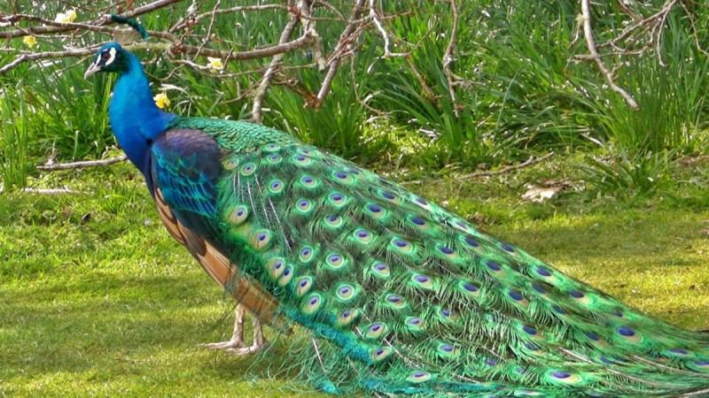 Peacock