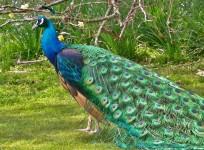 Peacock