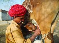 Cow being milked