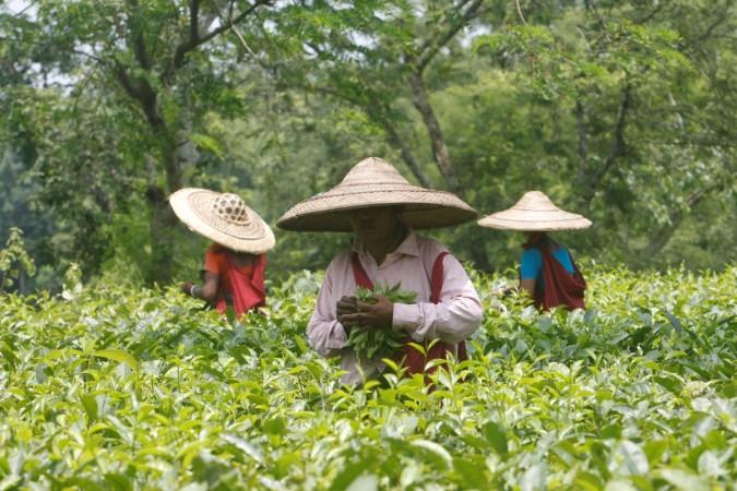 Tea garden workers wearing Japi hats made out of bamboo and palm leaves pluck tea leaves inside Durgabari Tea Estate on the outskirts of Agartala, India May 25, 2017. india gdp q4, india gdp 2016-17, india vs china, garima kapoor, elara securities economist garima, indian economy, 7th pay commission, rural thrust to indian economy
