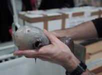 Weird faceless fish found in Australian abyss