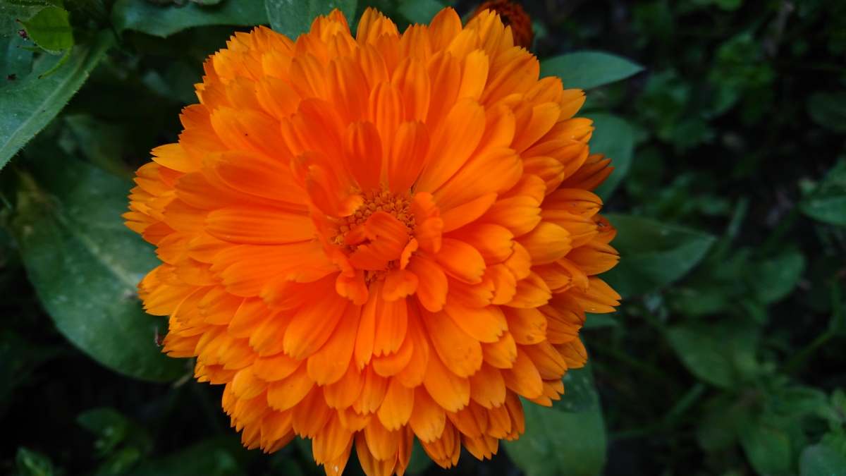 Sony Xperia XZ Premium camera sample Sony Xperia XZ Premium camera sample