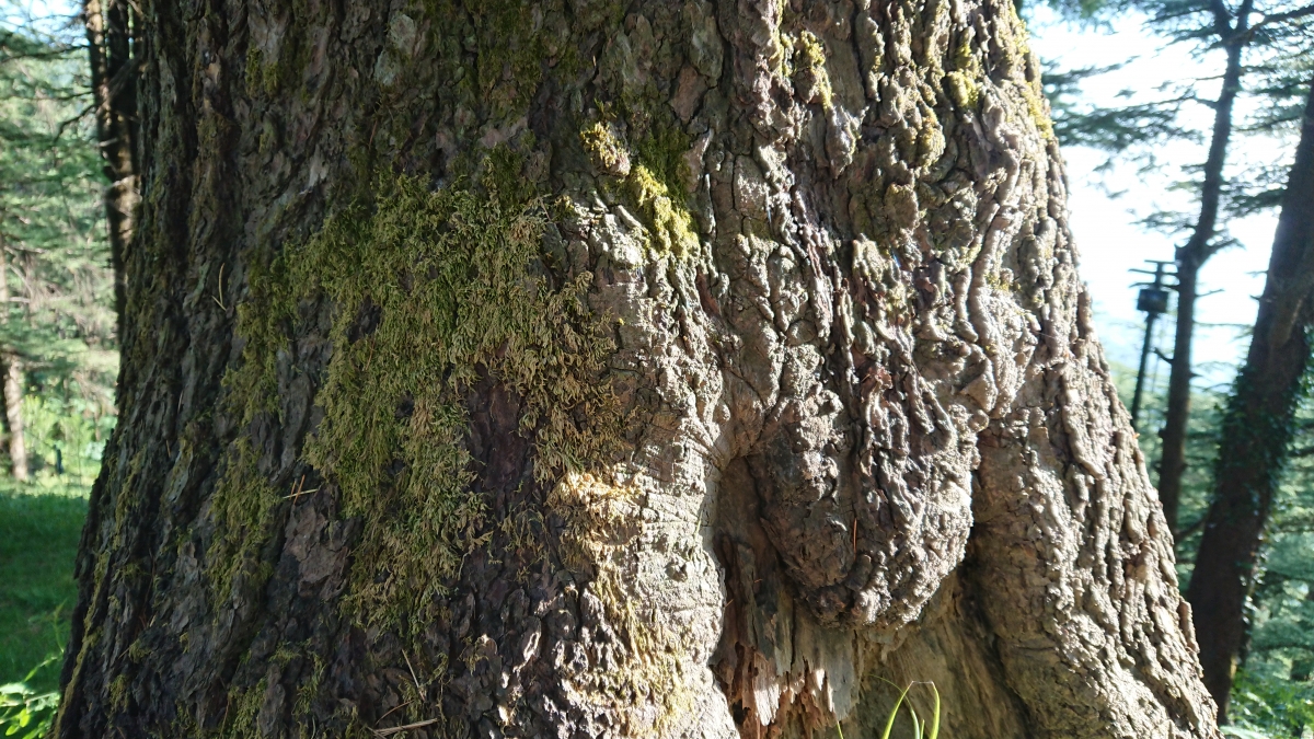 Sony Xperia XZ Premium camera sample Sony Xperia XZ Premium camera sample