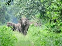 Elephant attack in Kovai