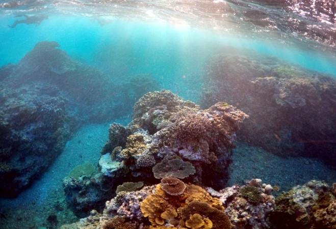 The Great Barrier Reef has survived calamities before, but none like it is facing now Great barrier reef