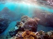Great barrier reef, environment, global warming,