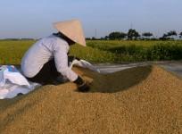 Rice bran