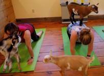 Goat Yoga