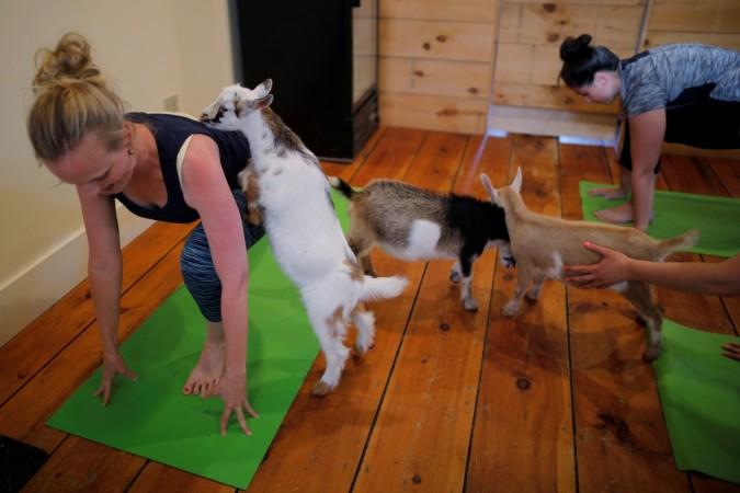 A goat climbs on instructor Janine Bibeau, from Peace, Love and Applesauce Goat Yoga