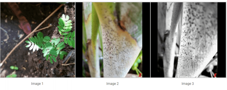 Fresh OnePlus 5 camera samples leak hinting at a monochrome dual camera New OnePlus 5 camera samples leak