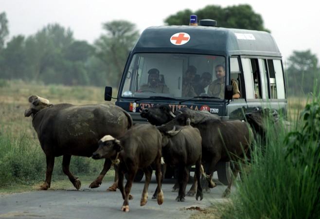 Representational image Buffaloes blocking the way