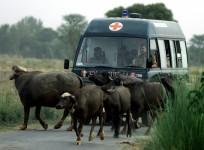 Buffaloes blocking the way