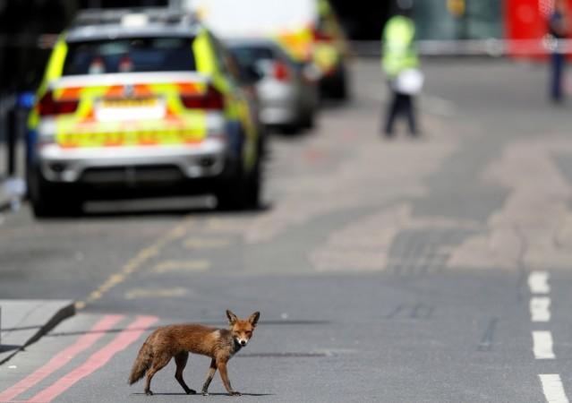 An urban fox crosses the road near Borough Market