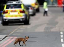 An urban fox crosses the road near Borough Market