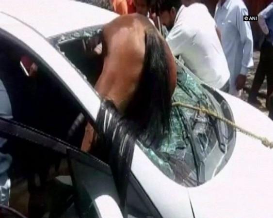 Horse stuck in car windshield Horse stuck in car windshield