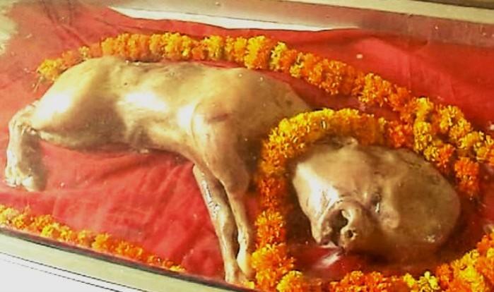 Calf with human features garlanded by locals in Muzaffarnagar in UP Calf with human features being worshipped by locals