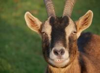 Goat