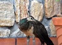 peahen, liquor store, liquor, California,