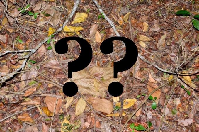 Can you spot the snake in the image? Snake, spot the snake, viral photo