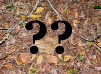 Snake, spot the snake, viral photo