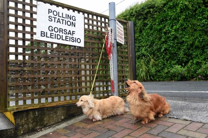 Dogs wait for their owner outside a polling station in Penally, Wales, Britain, June 8, 2017. UK polls