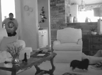 Tiny dog scares off home invader