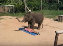 Baby elephant giving massage