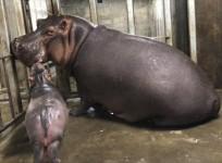 Watch the moment baby hippo is reunited with family after separation at birth